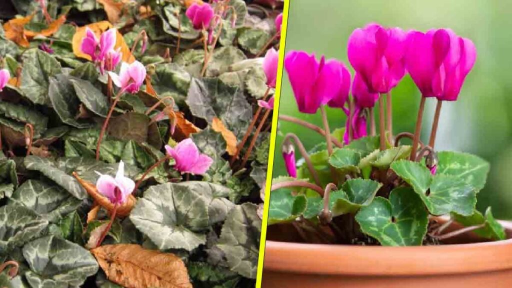 des conseils super simples pour recuperer un cyclamen qui semble mort