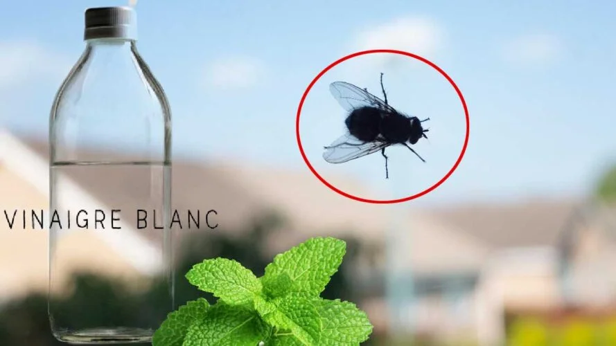 des mouches qui deposent leurs larves partout dans la maison comment sen debarrasser definitivement.jpg