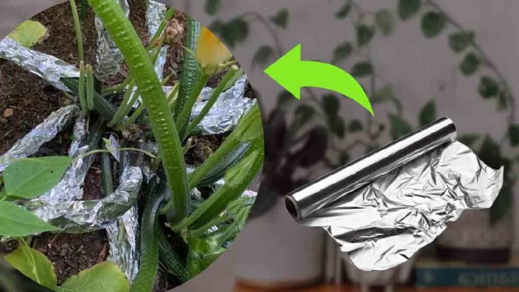 envelopper les pots de plantes avec du papier aluminium une astuce infaillible pour repousser les rongeurs 1
