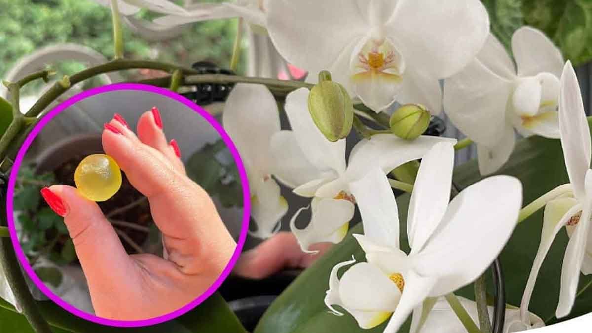 faites dissoudre une de ces boules dans leau pour eloigner les parasites de lorchidee