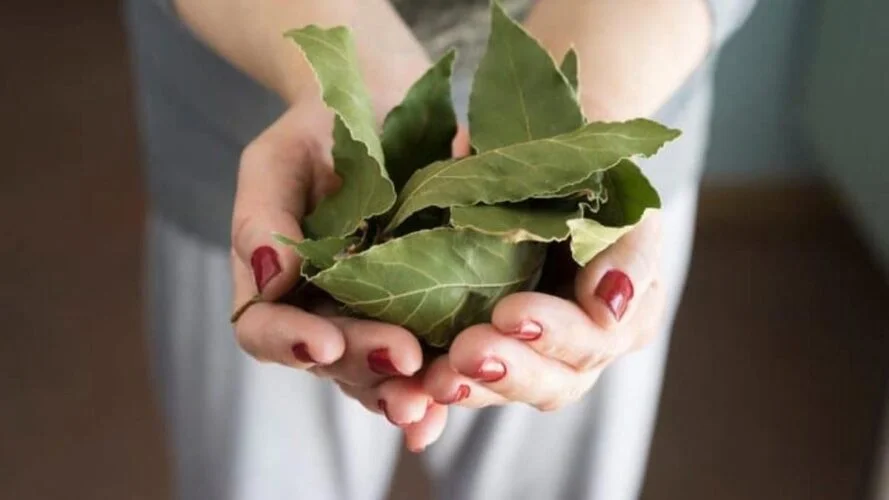feuilles de laurier une fabuleuse plante qui fait des miracles a la maison.jpg 1