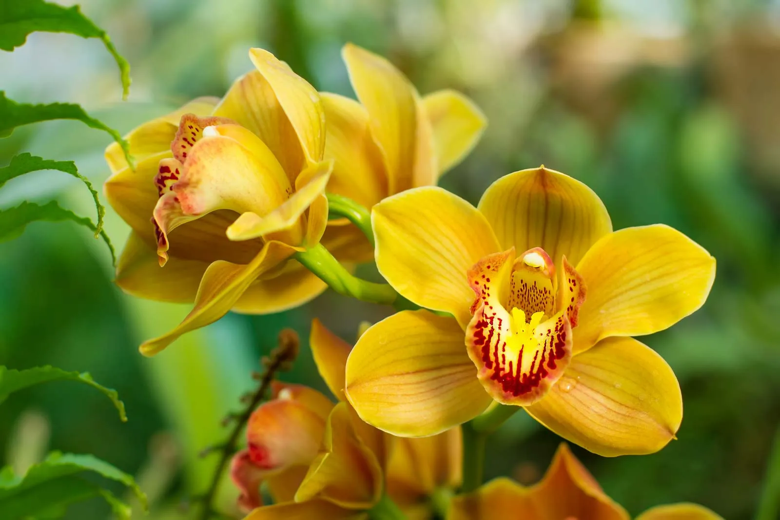 flowers cymbidium orchid 1