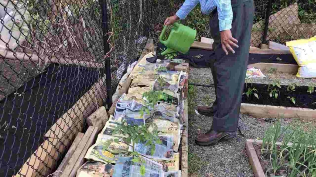 fogli di giornale giardino 1