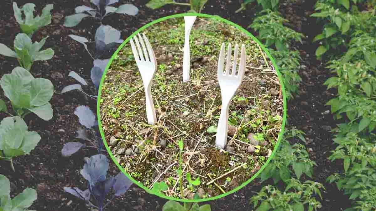 fourchettes en plastique dans le jardin tous les jardiniers sy mettent et la raison est geniale