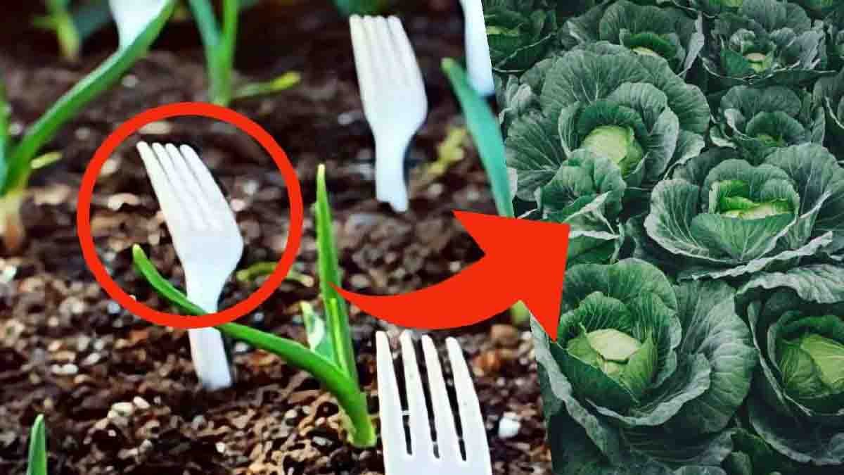 fourchettes en plastique dans le jardin vous nimaginez pas ce qui se passe cest le secret des cultivateurs