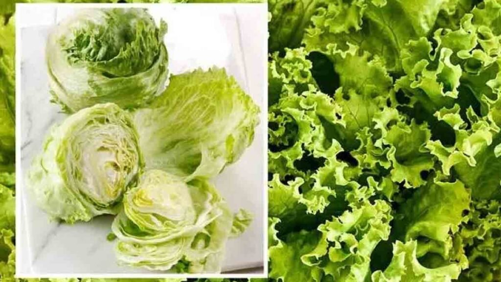 gardez la laitue verte et croquante pendant 4 semaines avec lastuce super efficace elle fonctionne super bien