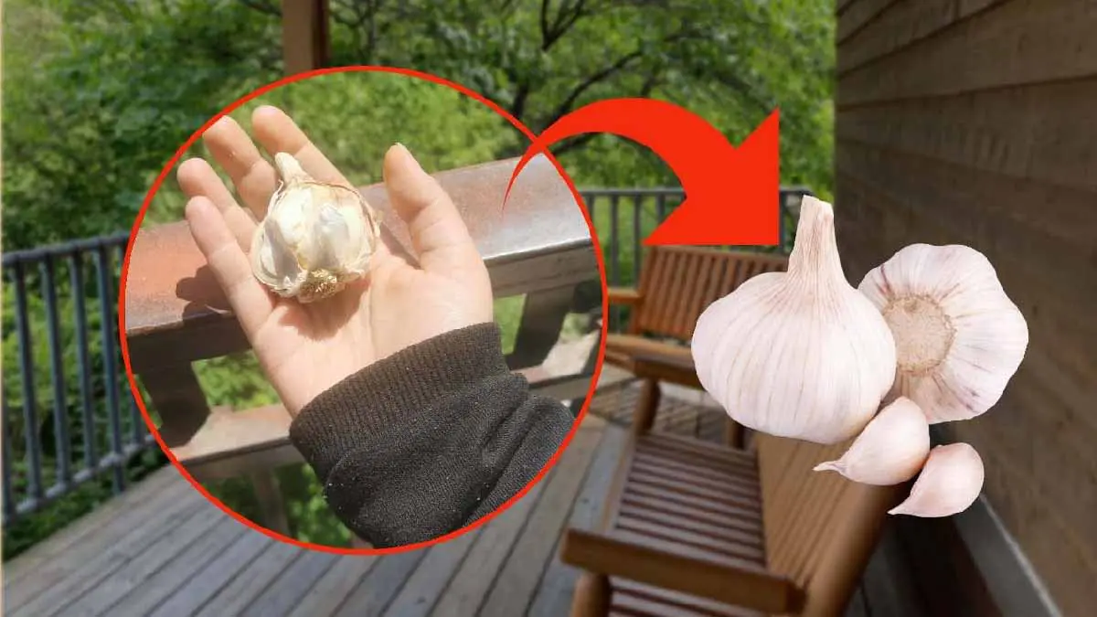 gousse dail ils laissent tout sur le balcon lete ca pourrait vous sauver 2.jpg