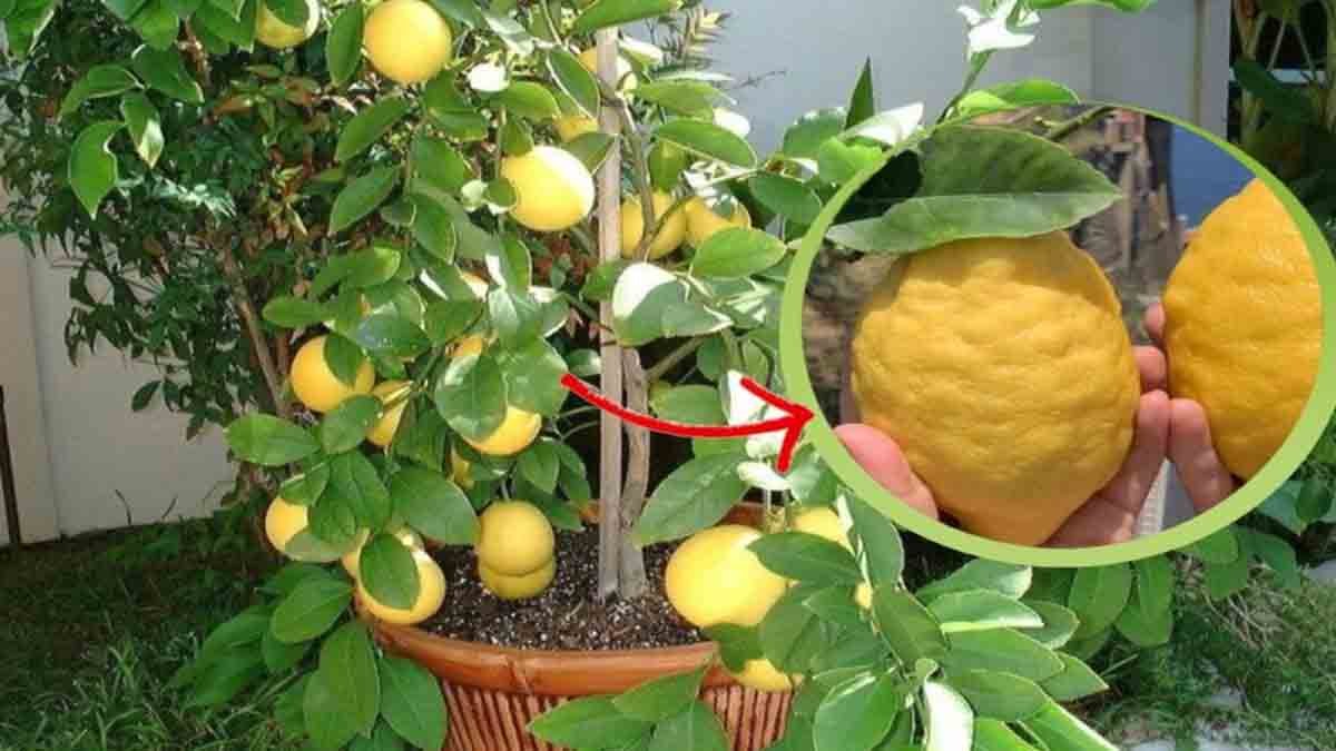 gros citrons sur le balcon une pincee de cet ingredient suffit cest le secret des pepinieristes