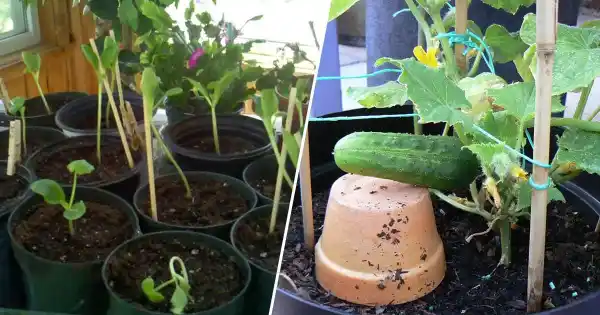 grow unlimited cucumbers containers