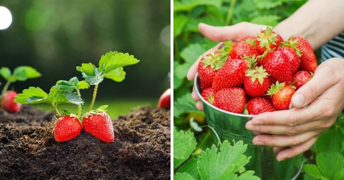 growing strawberries fb