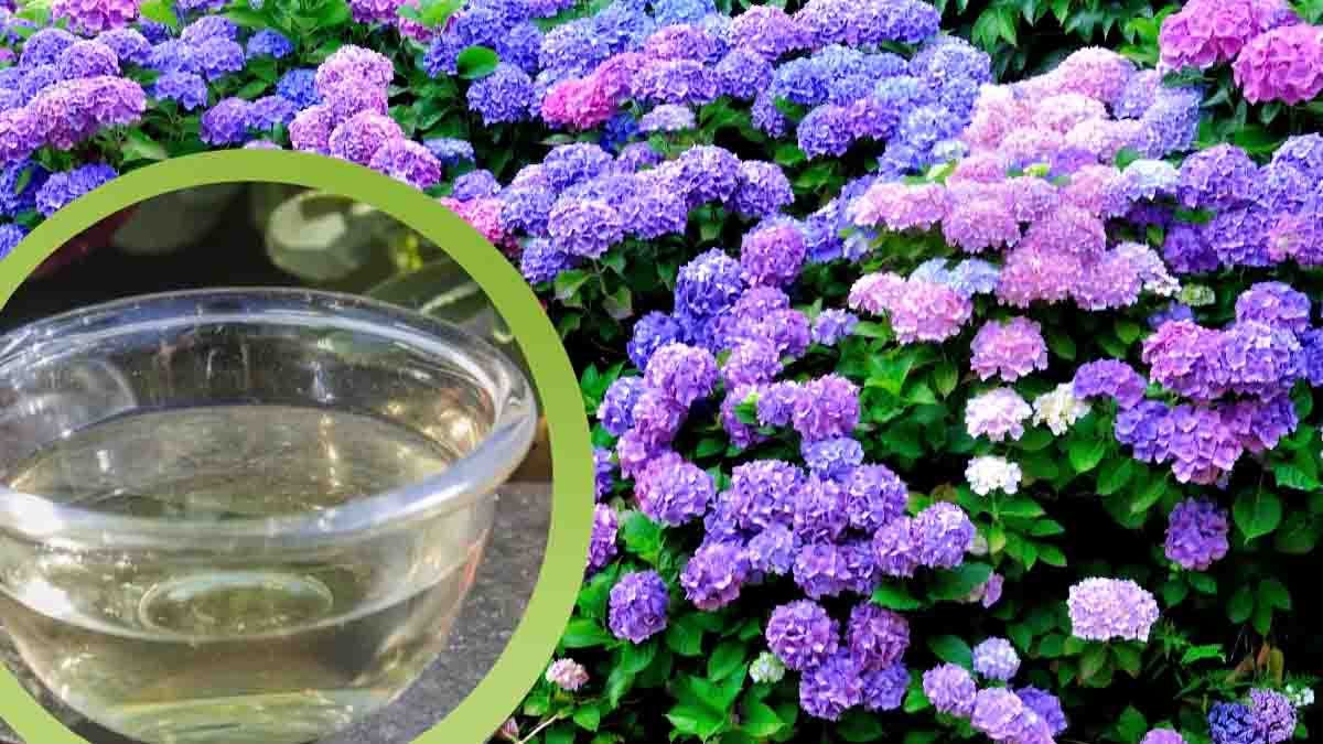 hortensias versez un seul verre de vinaigre dans le bocal et en 24h les premiers resultats