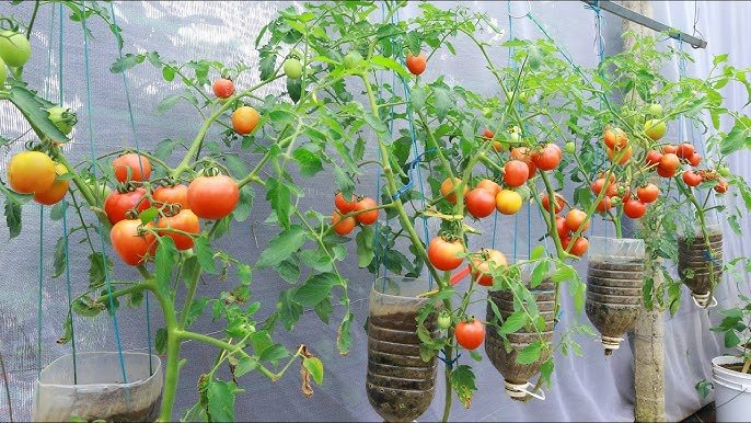 Wie man Tomaten kopfüber in Plastikflaschen anbaut Omas beste Rezepte