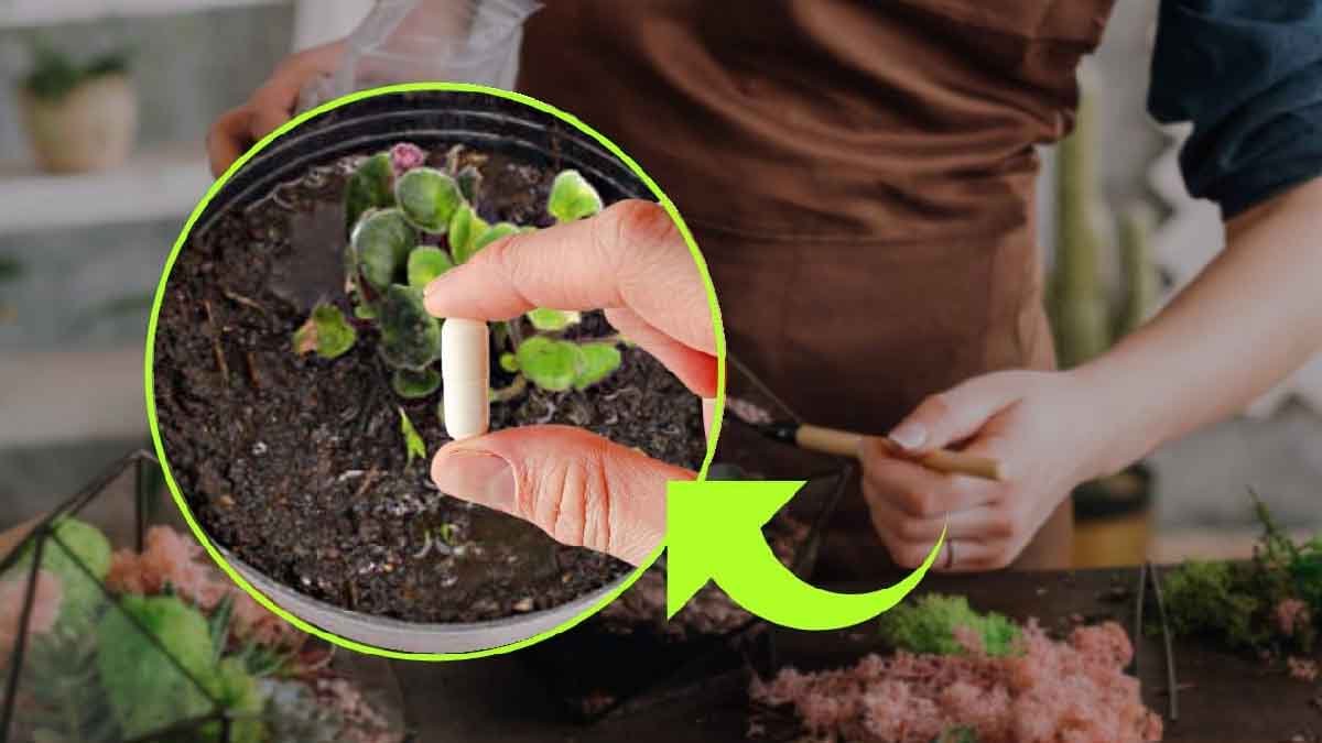 jardin enterrez une pastille dans le sol des plantes et admirez le resultat