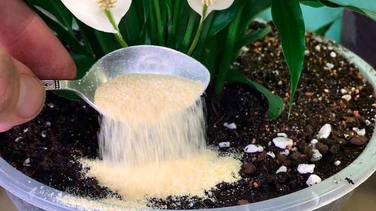 juste 1 cuillere a cafe de ce produit sous nimporte quelle plante suffit pour que vos plantes fleurissent comme par magie