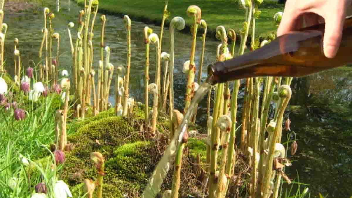la biere dans les plantes encore mieux que leau arrosez les comme ca