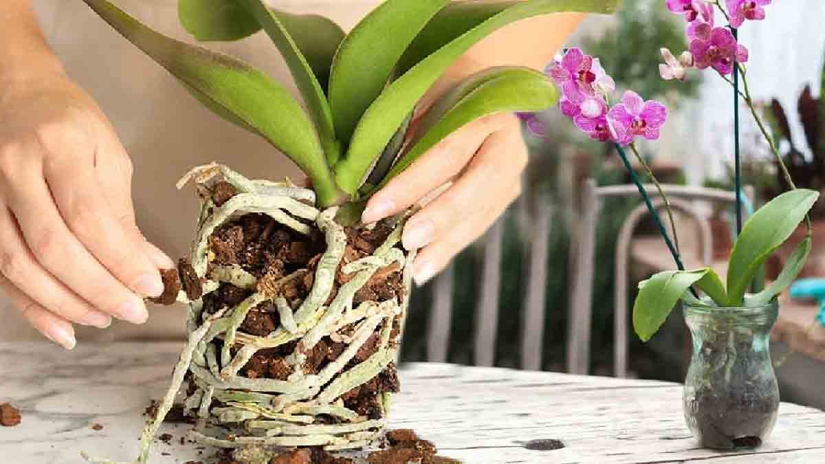 la methode ingenieuse des pepinieristes pour obtenir deux orchidees a partir dune plante