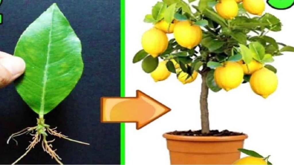 lastuce incroyable pour multiplier un plant de citron avec une feuille plus jamais a partir de graines