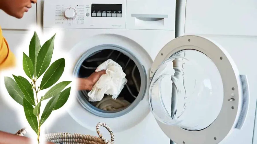 laurier 5 utilisations menageres que personne ne connait mais que vous allez adorer.jpg