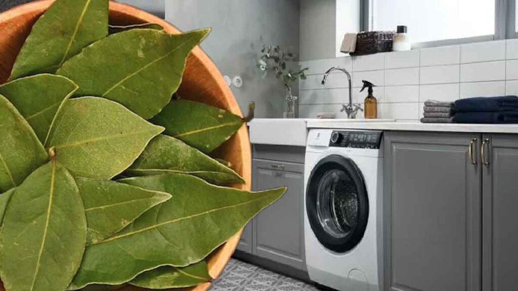 laurier dans la machine a laver vous serez emerveille des que vous verrez les vetements lessive impeccable