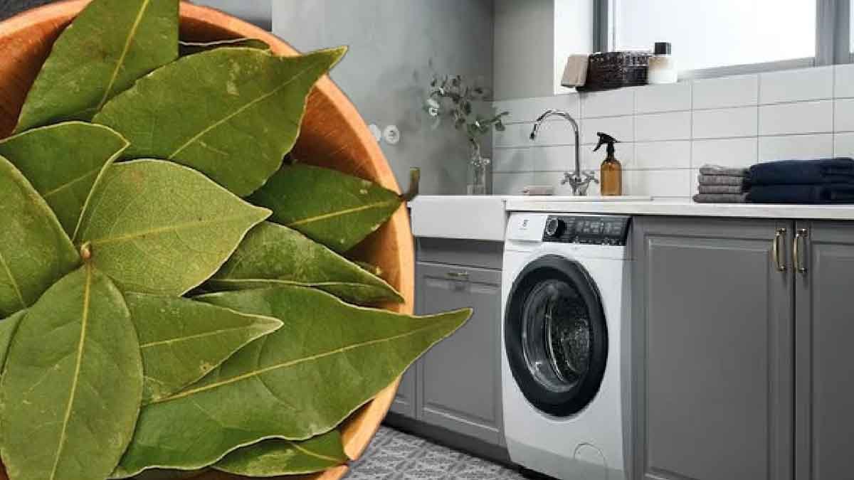 laurier dans la machine a laver vous serez emerveille des que vous verrez les vetements lessive impeccable