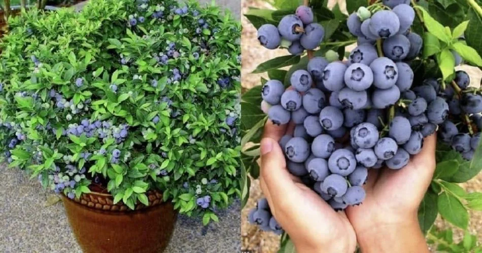 lkaaaa 950x500 1.jpg