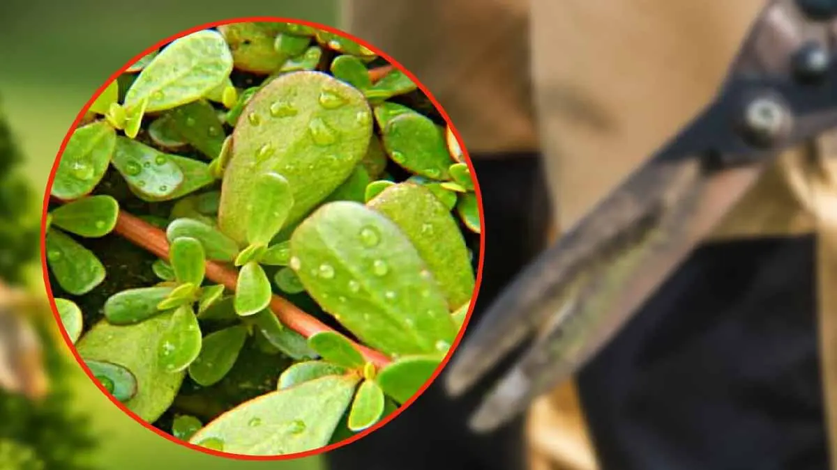 mauvaises herbes ne faites pas cette grave erreur si vous la trouvez elle pousse dans tous les jardins.jpg