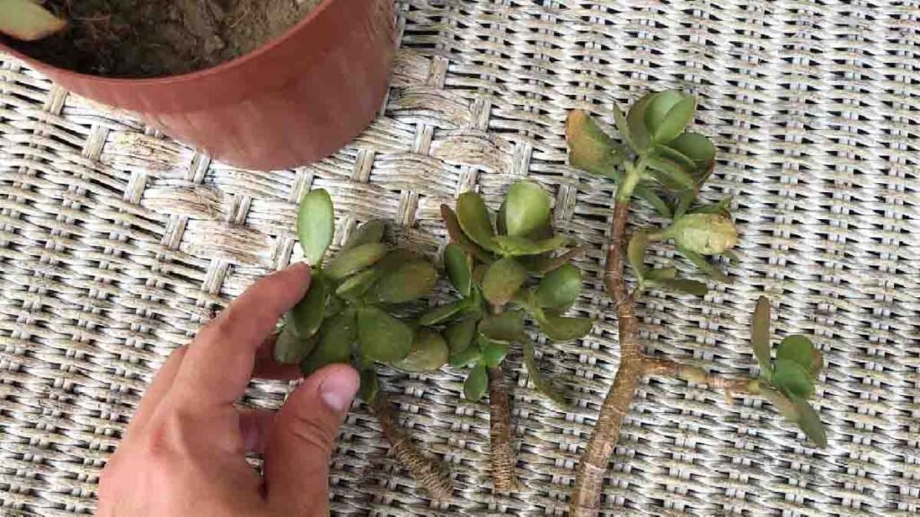 multipliez a linfini votre arbre de jade avec la methode des 3 brindilles