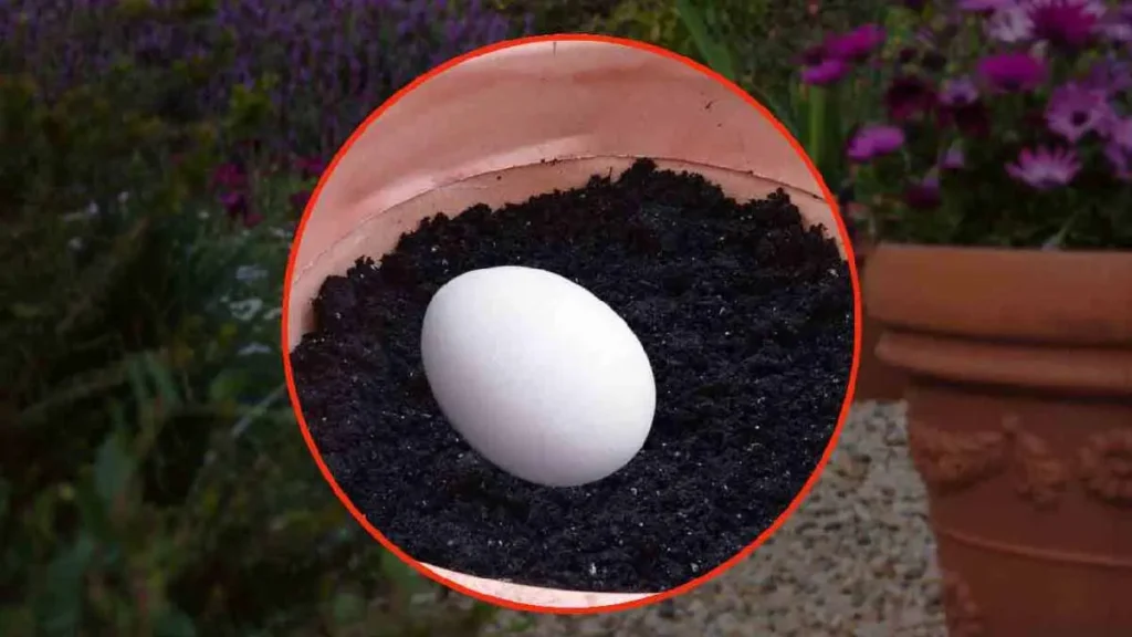 oeuf cru dans les pots quelque chose dincroyable se produit vous economisez beaucoup dargent.jpg 1