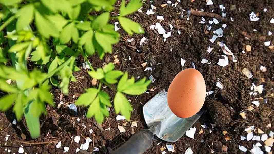 Eier im Garten Warum vergräbt man sie in der Erde? Omas beste Rezepte