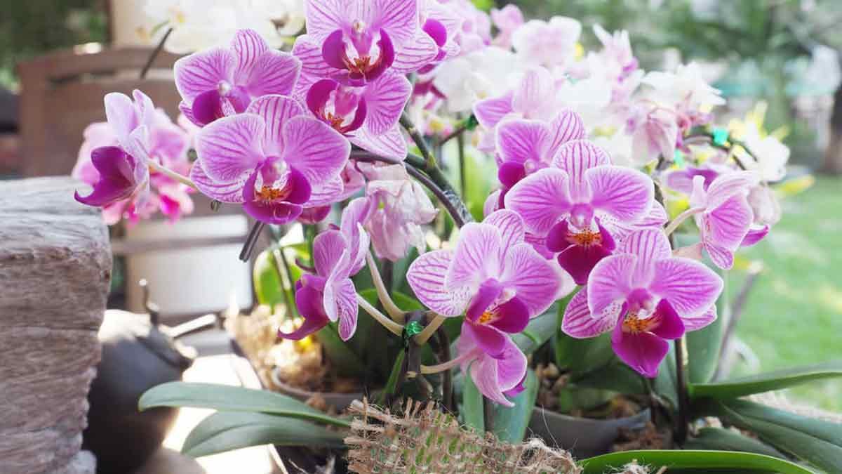 orchidee qui fleurit rapidement et regulierement le secret est dans le sol