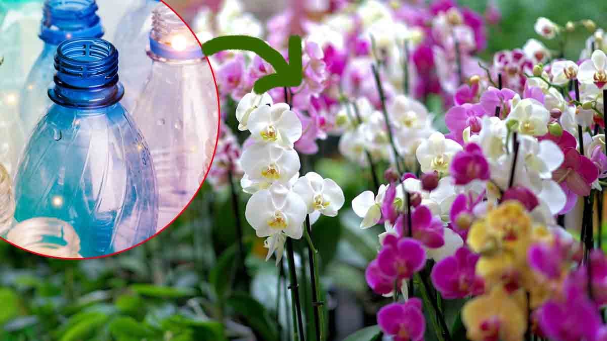 orchidee une astuce simple qui promet une reproduction immediate 1