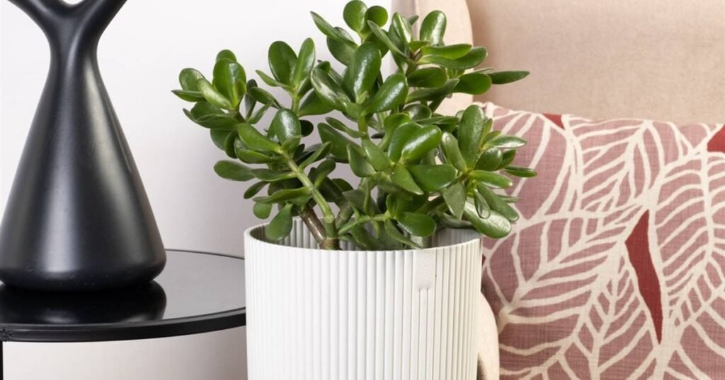 planta de jade be green 545d4a0b 1200x630
