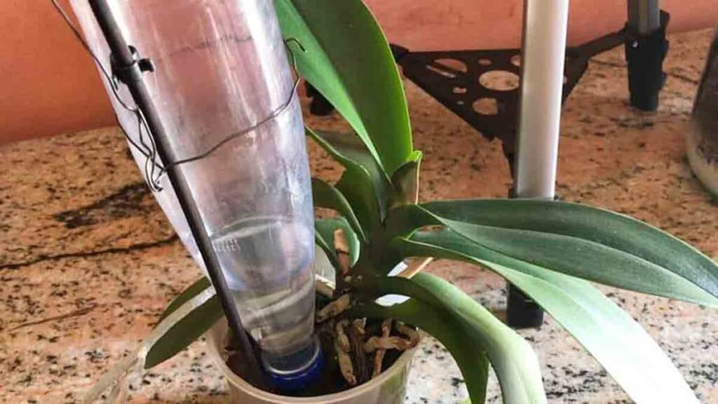 prenez soin de votre orchidee meme si vous etes en vacances en suivant ces conseils simples