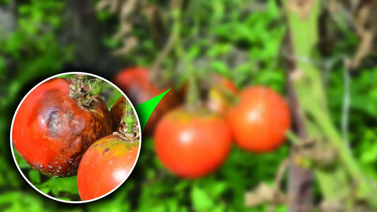 quelle est lastuce cachee des maraichers pour mettre fin a la propagation du mildiou sur les tomates.jpg