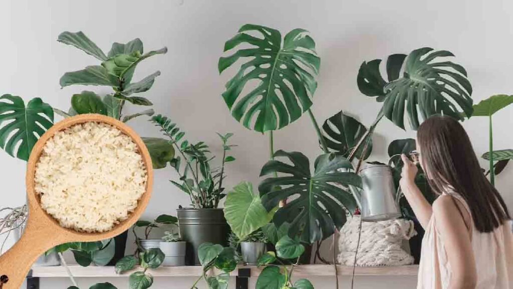 riz mettez en une cuillere dans les plantes lastuce pour avoir des plantes vertes en quelques gestes simples 1