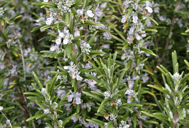 romarin en fleurs.jpg