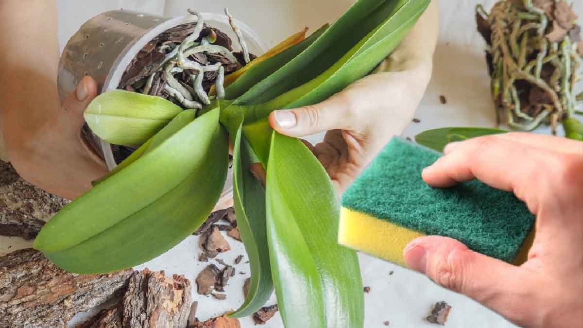sauvez une orchidee mourante avec lastuce de leponge inimaginable
