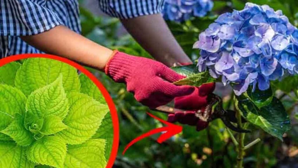 si lhortensia ne fleurit pas voici la principale cause la solution a 0 cout des pepinieristes et jardiniers