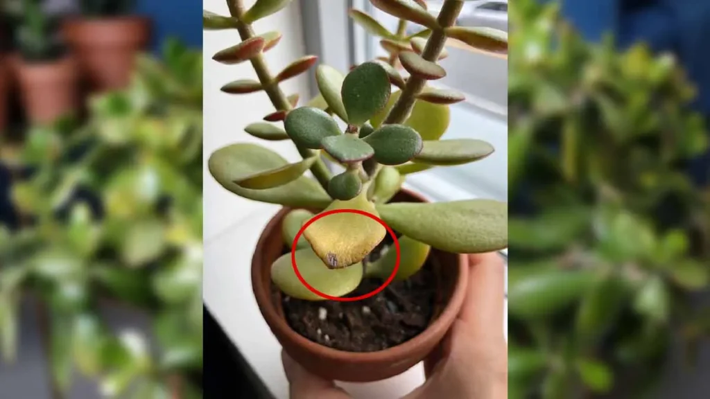 si votre arbre de jade a des feuilles brulees par le soleil dete vous pouvez la sauver de cette facon 1.jpg