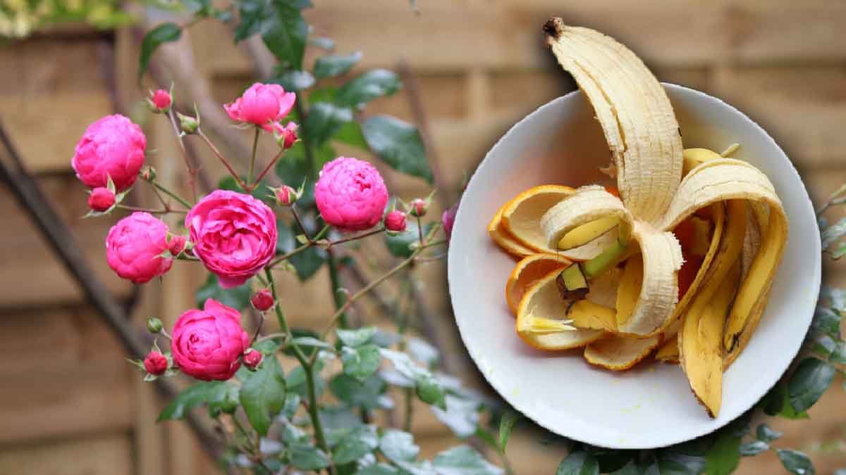 si vous avez des peaux de banane a la maison ne les jetez pas voici ce que vous pouvez en faire