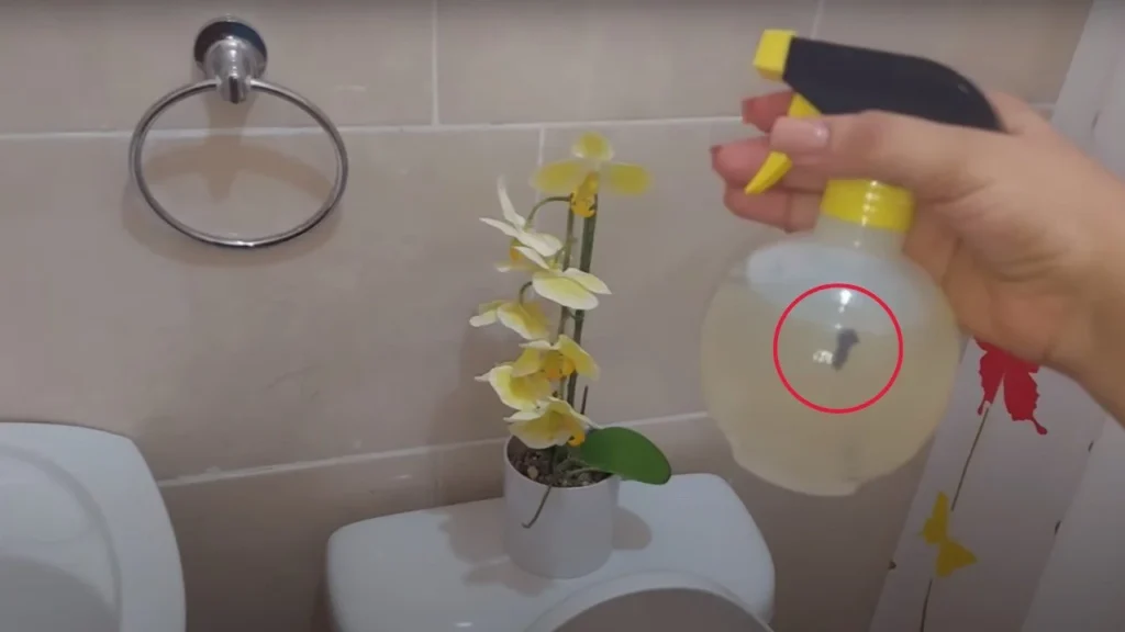 spruzzare in bagno .jpg