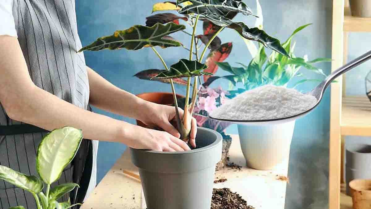 sucre utilisez le dans les plantes limpensable va se produire