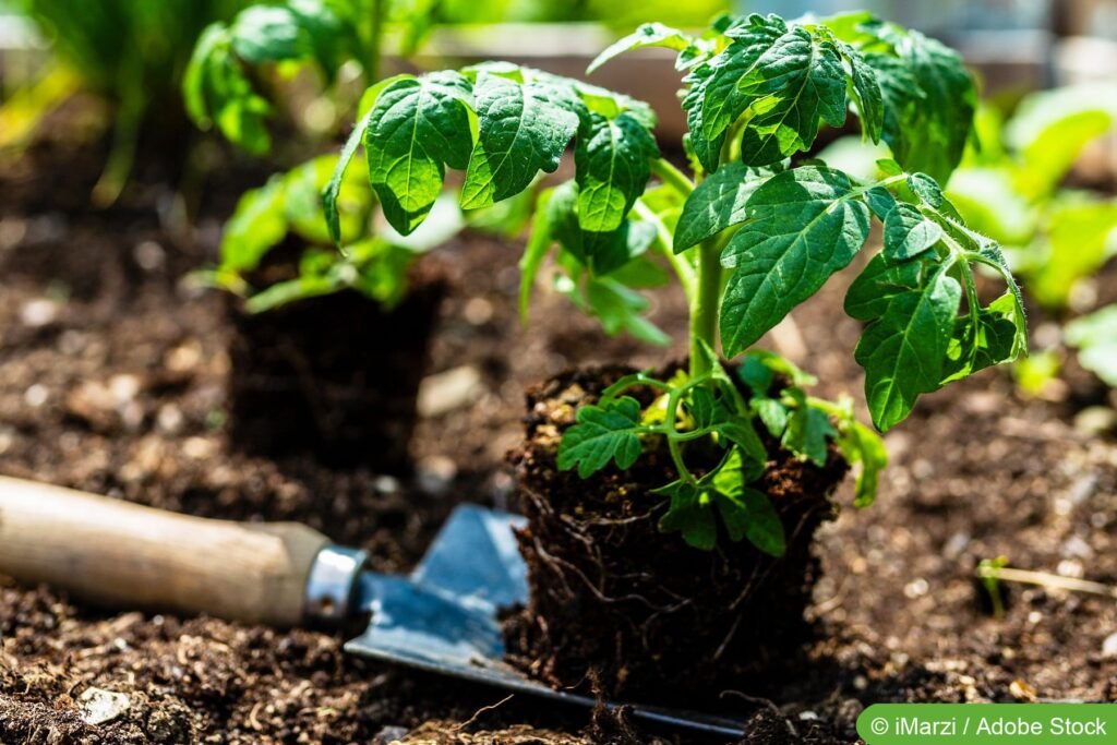 tomaten pflanzen 339817986 as