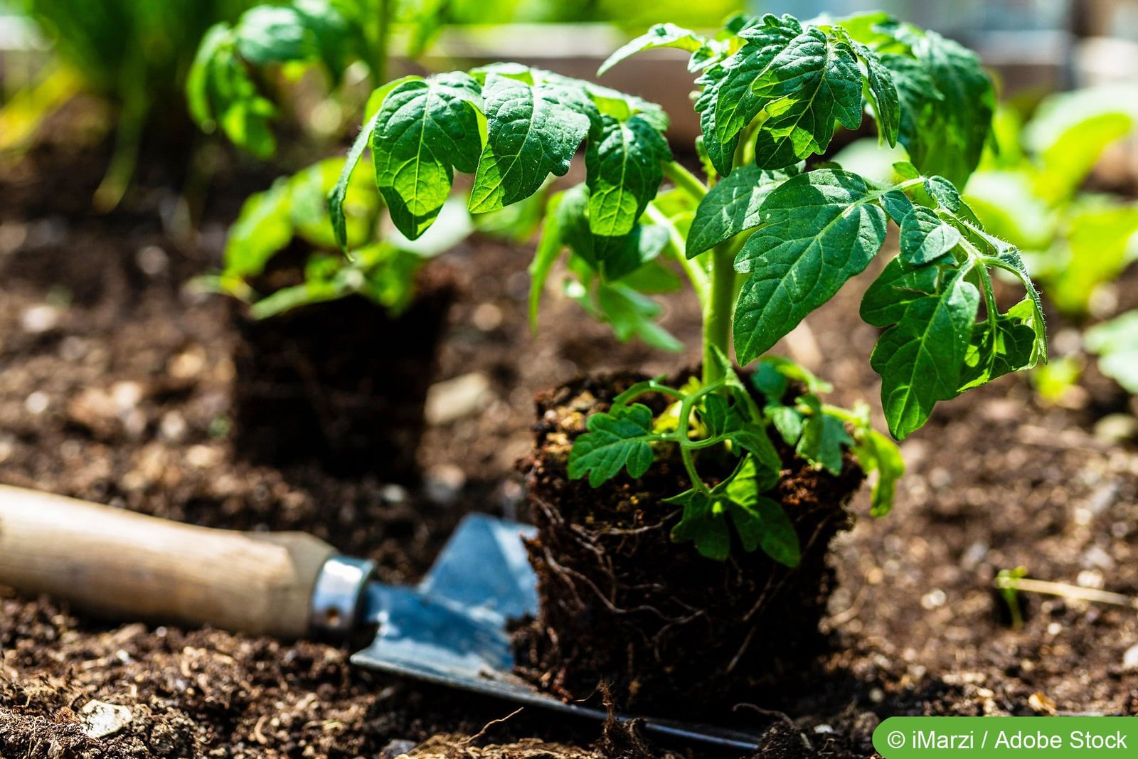 tomaten pflanzen 339817986 as