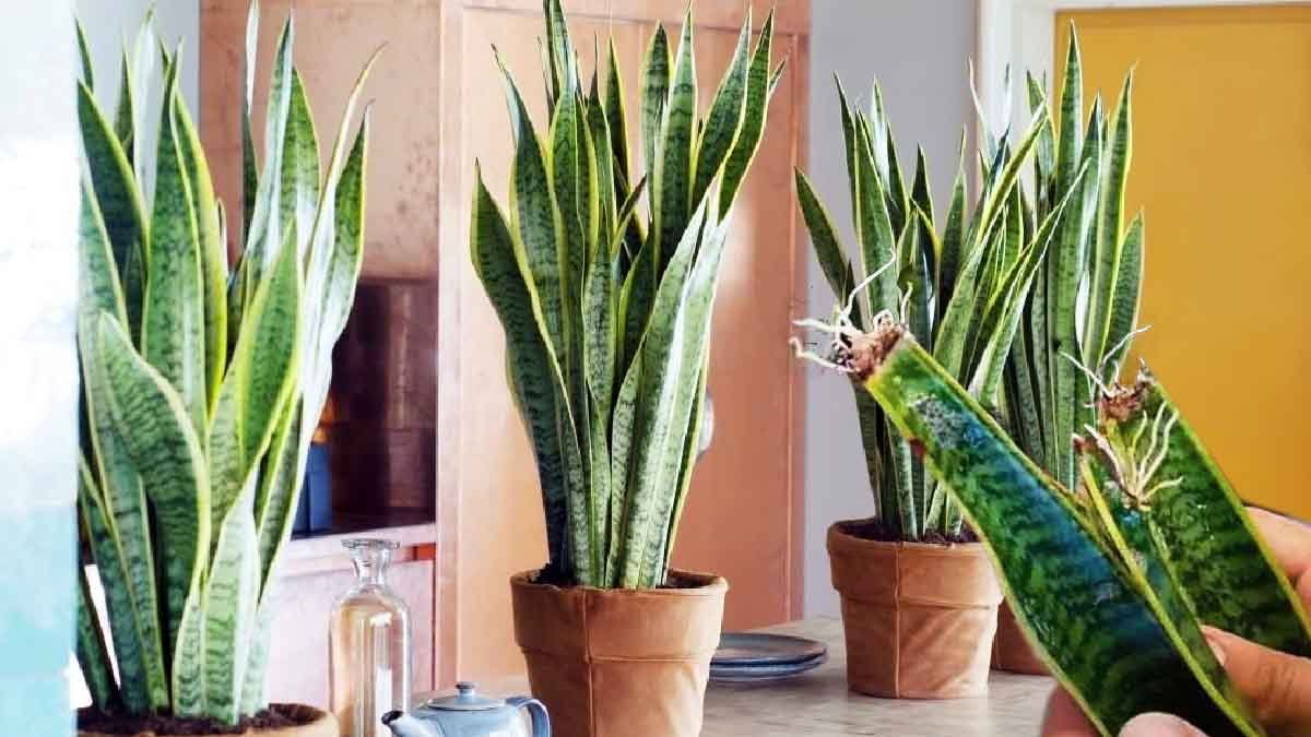 une technique infaillible pour multiplier la langue de belle mere a partir dune seule feuille