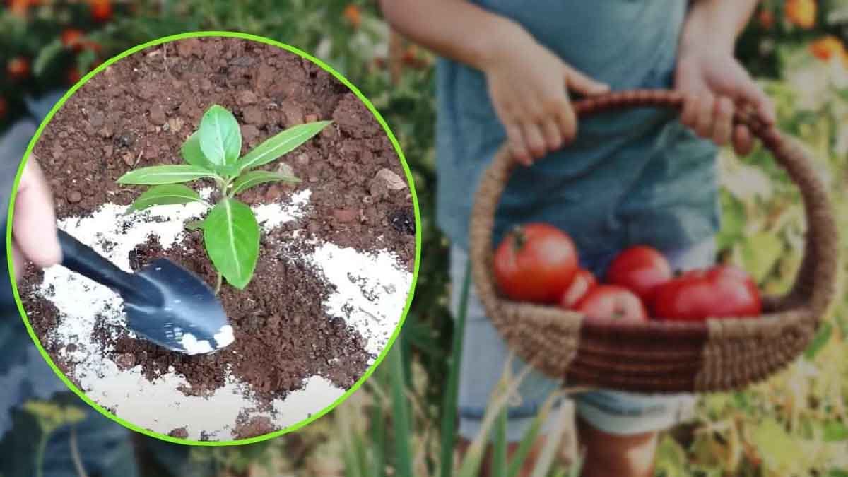 usage de la farine au dela de la cuisine repandez la dans votre jardin recolte saine et abondante