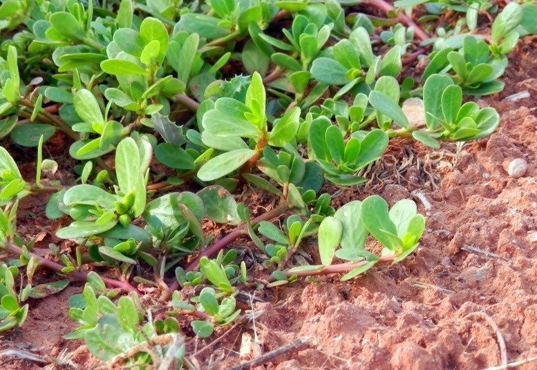 verdolaga portulaca oleracea