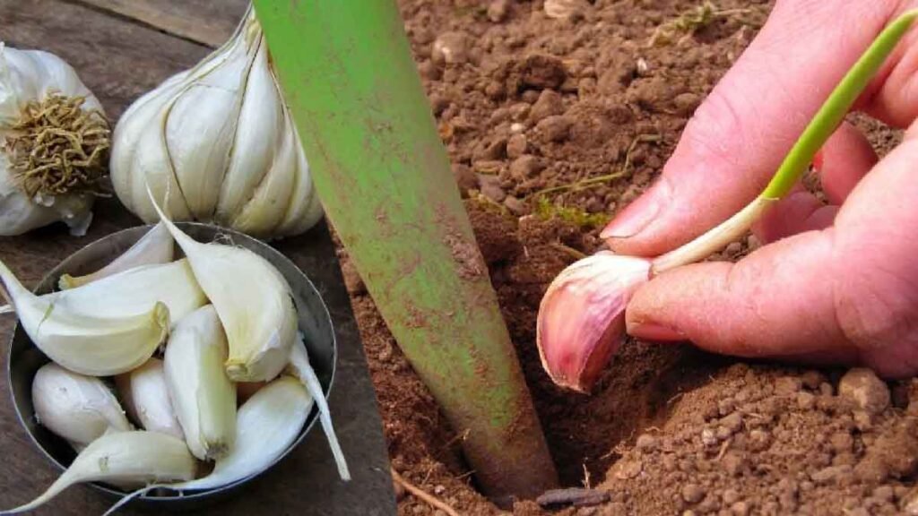 voici les astuces des jardiniers pour cultiver lail a linfini
