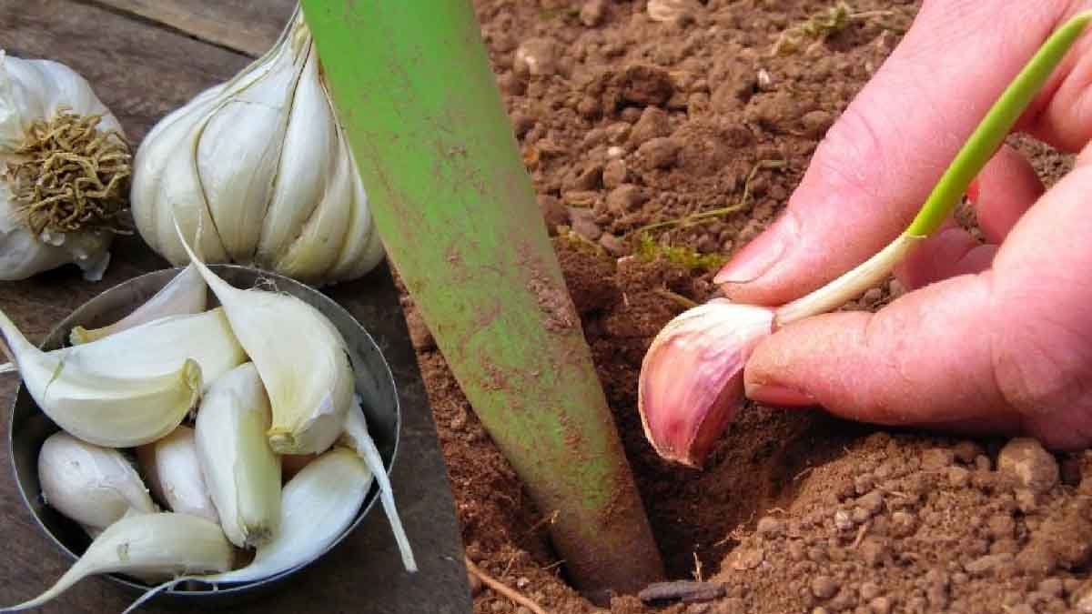 voici les astuces des jardiniers pour cultiver lail a linfini