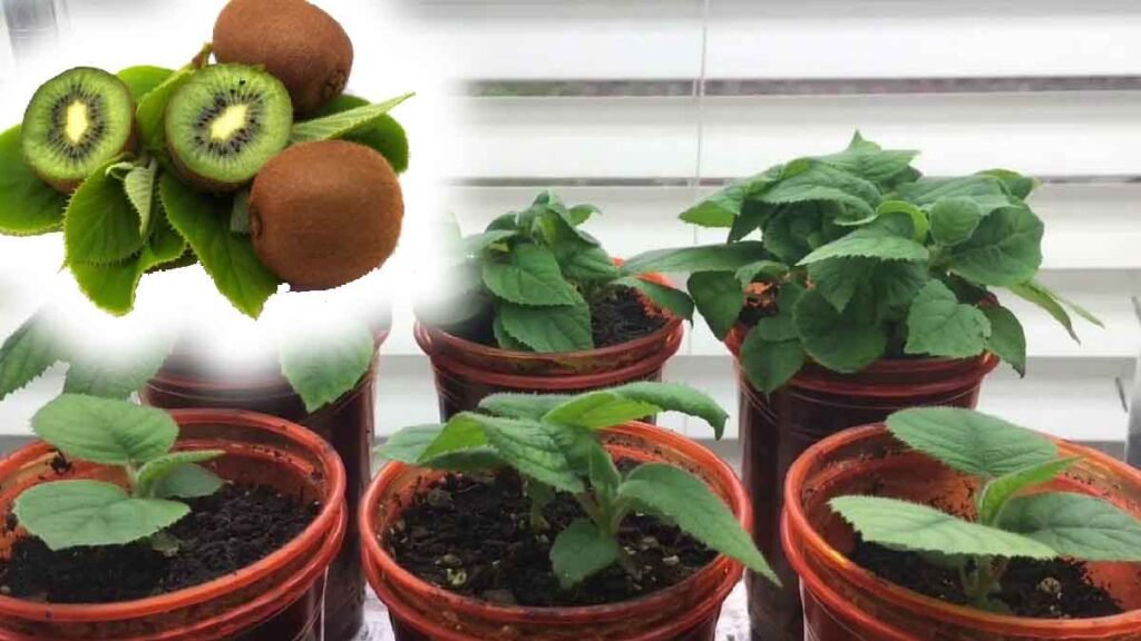 voici les procedures a suivre pour cultiver un arbre de kiwi en pot
